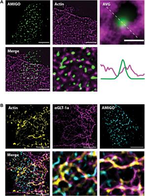 GLT-1a glutamate transporter nanocluster localization is associated with astrocytic actin and neuronal Kv2 clusters at sites of neuron-astrocyte contact